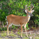 Key deer are currently under threat from the troublesome screwworm maggot. (Image: Wikimedia/Averette)